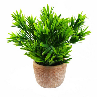 Leaf 22Cm Foliage Honey Plant Dark Green In Terracotta Pot - image 1