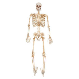 Halloween Skeleton Decoration Led Eyes Trick Or Treat Party 36 Inch - thumbnail 1