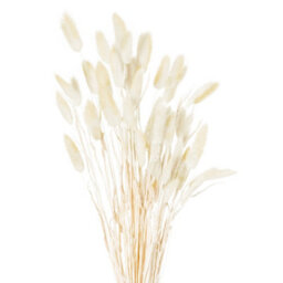 Hill Interiors Dried Natural Bunny Tail Bunch Of 40