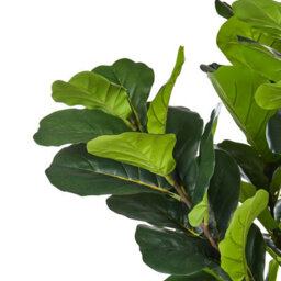 Wyld And Coco Living Artificial Fig Tree 162 Cm - Gloss Green Leaves With Cement-Style Base - thumbnail 3