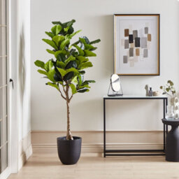 Wyld And Coco Living Artificial Fig Tree 162 Cm - Gloss Green Leaves With Cement-Style Base - thumbnail 2
