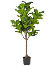 Wyld And Coco Living Artificial Fig Tree 162 Cm - Gloss Green Leaves With Cement-Style Base - thumbnail 1