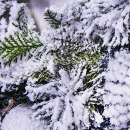 Christmas Tree World 50Cm Pre-Lit Frosted Decorated Pe Pine Wreath With White Berries - thumbnail 4