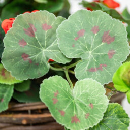 Primrose Pair Of Large Artificial Geranium Flowers Rattan Hanging Basket Decoration Red 30Cm - thumbnail 2