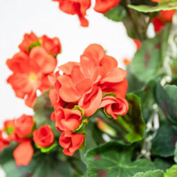 Primrose Pair Of Large Artificial Geranium Flowers Rattan Hanging Basket Decoration Red 30Cm - thumbnail 4