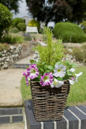 Greenbrokers 2 X Artificial Purple & Pink Petunias Rattan Patio Planters - thumbnail 4