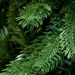 Christmas Tree World The 6Ft/180Cm Outdoor Ultra Slim Mixed Pine - thumbnail 4