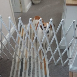 Bettacare Expandable Pet Barrier, 60Cm - 108Cm, White, Wooden, Retractable Dog Safety Gate, Barrier For Puppy And Dog - thumbnail 9