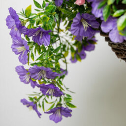 Primrose Large Artificial Petunia Flowers Rattan Hanging Basket Decoration  Purple & Pink 30Cm - thumbnail 6