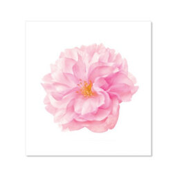 Warren Reed Designer Single Cherry Blossom Premium Glass Kitchen Splashback W700mm X H650mm - thumbnail 2