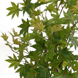 True Products Artificial Green Maple Tree 150Cm - thumbnail 2
