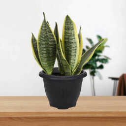 6Pcs 33Cm Pots Planters Plastic Round Venetian Black Flower Plant Garden Basket - thumbnail 3