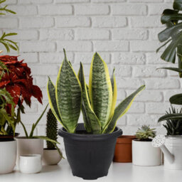 6Pcs 33Cm Pots Planters Plastic Round Venetian Black Flower Plant Garden Basket - thumbnail 2