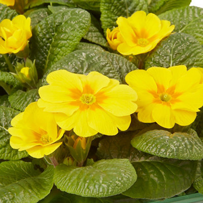 Verve 6 Cell Primrose Yellow Autumn Bedding Plant, Pack Of 2