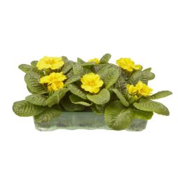 Verve 6 Cell Primrose Yellow Autumn Bedding Plant, Pack Of 2 - thumbnail 2
