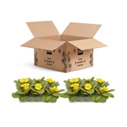 Verve 6 Cell Primrose Yellow Autumn Bedding Plant, Pack Of 2 - thumbnail 3