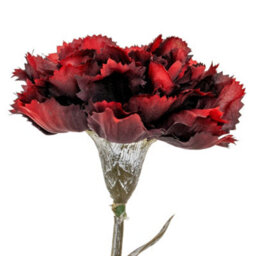 Hill Interiors Carnation Artificial Flower Burgundy (One Size)