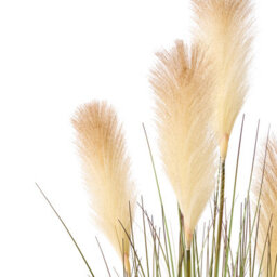 Wyld And Coco Artificial Pampas Grass Potted Plant 120Cm, Green And White Plumes In Black Pot - thumbnail 3