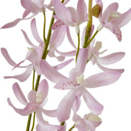 Wyld Haus Set Of 3 Lilac Cymbidium Artificial Orchid Sprays 950mm Tall - thumbnail 2