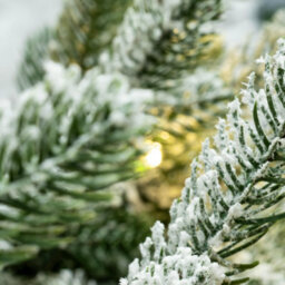 Christmas Tree World The 7Ft/210Cm Pre-Lit Frosted Ultra Mountain Pine - thumbnail 7