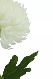 Orsina Chrysanthemum Stem - 84Cm White, Realistic Faux Flower With Delicate Petals And Green Stem, Adds Elegance - thumbnail 5