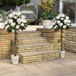 Christow Artificial Potted Rose Tree Decoration Cream - 1.2M - thumbnail 2