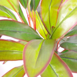 Tropical Artificial Dracaena Palm Plant 100Cm Large Leaf Dracaena Faux Tree Botanik - thumbnail 2