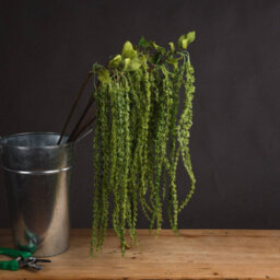Hill Interiors Uk Homeliving Green Amaranthus - thumbnail 1