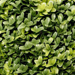 GreenBrokers 2 X Artificial Premium Quality Topiary Boxwood Cone Shaped Plants In Black Pots For Indoor Outdoor Decor, Uv Stable (20In/70Cm) - thumbnail 3