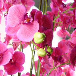 Leaf 150Cm Giant Pink Orchid Plant - Artificial - 189 Flowers Real Touch - thumbnail 3