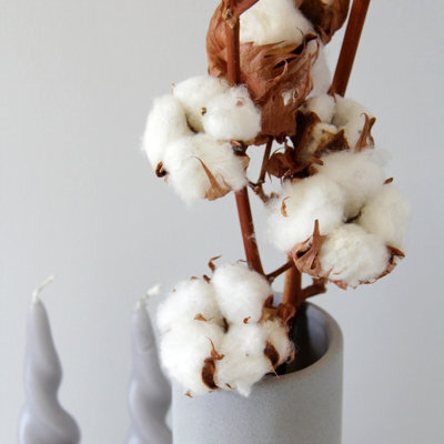Carbeth Plants 6 X Natural Dried Cotton Stems - Approx. 60Cm In Height - Dried Flowers - Ideal For Home Décor - Flower Arranging - image 1