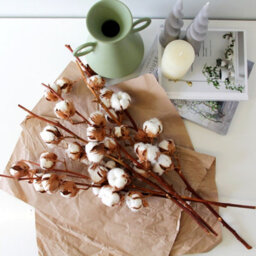 Carbeth Plants 6 X Natural Dried Cotton Stems - Approx. 60Cm In Height - Dried Flowers - Ideal For Home Décor - Flower Arranging - thumbnail 3