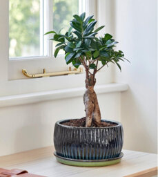 Ivyline White Round Bonsai Planter Set Of 2 - thumbnail 5
