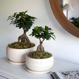 Ivyline White Round Bonsai Planter Set Of 2 - thumbnail 4