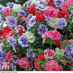 Thompson & Morgan Petunia Frills & Spills Preplanted Hanging Basket/potted Plant 14Inch (35Cm) - thumbnail 1