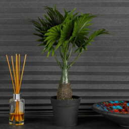 Urbn-Living Feather Leaf, Set Of 2 - Artificial Faux Palm Tree -1-2 Pack - thumbnail 7