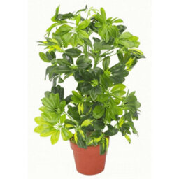 Leaf 75Cm Artificial Arboricola Gold Capella Natural Plant - thumbnail 1