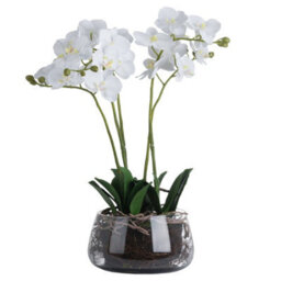 Wyld Haus Artificial White Orchid In Glass Pot, Lifelike Silk Blooms 61 Cm - thumbnail 2