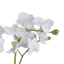 Wyld Haus Artificial White Orchid In Glass Pot, Lifelike Silk Blooms 61 Cm - thumbnail 3