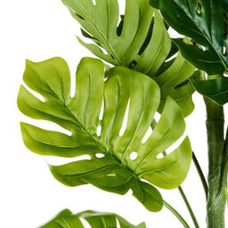 Wyld And Coco Monstera 221 Cm Tall Artificial Plant With Cement Pot, Green Indoor Decor - thumbnail 3