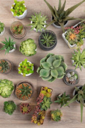 Premier Housewares Fiori Mixed Succulents With Cement Pot Artificial Plant Foliage - thumbnail 3