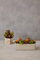 Premier Housewares Fiori Mixed Succulents With Cement Pot Artificial Plant Foliage - thumbnail 5