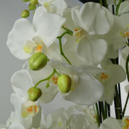 Leaf Giant White Orchid Plant Artificial 189 Flowers Real Touch Botanik - thumbnail 2