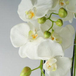 Leaf Giant White Orchid Plant Artificial 189 Flowers Real Touch Botanik - thumbnail 3