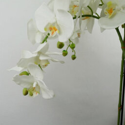 Leaf Giant White Orchid Plant Artificial 189 Flowers Real Touch Botanik - thumbnail 4