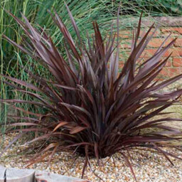 Gardeners Dream Phormium Bronze Baby Garden Plant - Rich Bronze-Colored Foliage, Compact Size, Hardy (15-30Cm Height Including Pot)