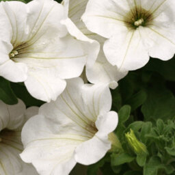 Carbeth Plants Petunia White Bedding Plants 2 X 6 Pack - Outdoor Garden Flowers Ready To Plant - Perfect For Hanging Baskets, Pots & Borders - thumbnail 4