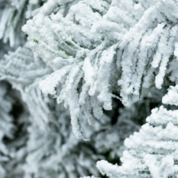Christmas Tree World The 5Ft/150Cm Snow White Fir Christmas Tree - thumbnail 6