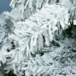 Christmas Tree World The 5Ft/150Cm Snow White Fir Christmas Tree - thumbnail 7