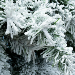Christmas Tree World The 5Ft/150Cm Snow White Fir Christmas Tree - thumbnail 5